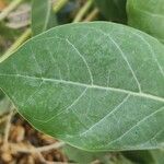 Calotropis procera पत्ता