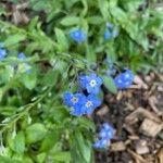 Myosotis latifolia Кветка