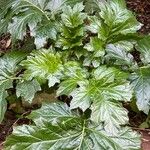 Acanthus mollis Lapas