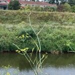 Foeniculum vulgareBlad