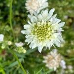 Scabiosa ochroleuca 花