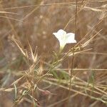 Xenostegia tridentata Plante entière