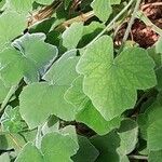 Pelargonium tomentosum Hoja