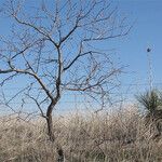 Yucca campestris Habit