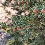 Juniperus thuriferaFrugt