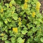 Solidago flexicaulis Habit