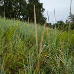 Leymus arenarius Habitat