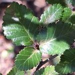 Nothofagus pumilio Blad