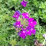 Glandularia tenera Flower