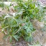 Geranium carolinianum Blad