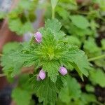 Lamium hybridum Folha