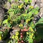 Breynia retusa Fruit