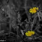 Chrysopsis mariana Flower