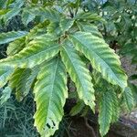 Leea guineensis पत्ता