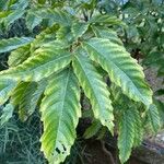 Leea guineensis List