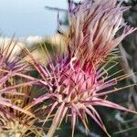 Ptilostemon hispanicus Flower
