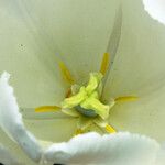 Tulipa gesneriana Blüte