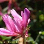 Hedysarum glomeratum Fleur