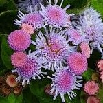 Ageratum houstonianum Floare