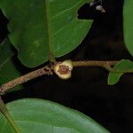 Uvaria obanensis Flor