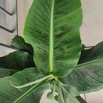 Musa acuminata Feuille
