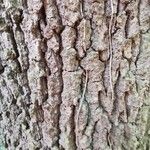 Quercus robur Bark