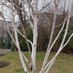 Betula utilis Natur