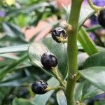 Sarcococca confusa Frucht