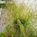 Carex pendulaЦветок