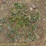 Limonium lobatum Natur