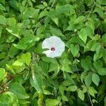 Ipomoea pandurata Flors