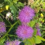 Mimosa quadrivalvis Flower