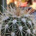 Pachycereus pringlei Diğer