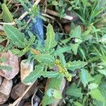 Oxybasis glauca পাতা