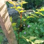 Zanthoxylum bungeanumHabit