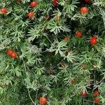 Quamoclit coccinea Likasa
