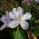 Rhododendron moulmainense ফুল