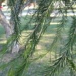 Melaleuca armillaris Blad