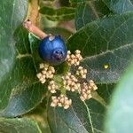 Viburnum rugosum ഫലം