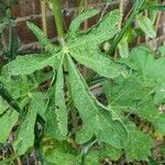 Alcea ficifolia Leaf