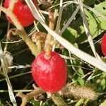 Cyphostemma serpens Fruit