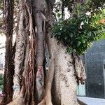 Ficus altissima Bark