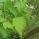 Acer tataricum Folha