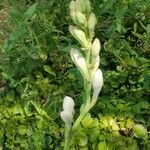 Polianthes tuberosa Blüte