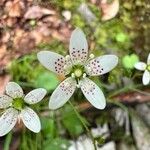 Saxifraga rotundifolia Цвят