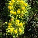 Sanicula arctopoides Цветок
