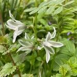 Ornithogalum boucheanum Floro