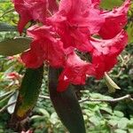 Rhododendron catawbienseफूल