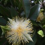 Foetidia mauritiana Fleur