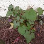 Mycelis muralis Feuille